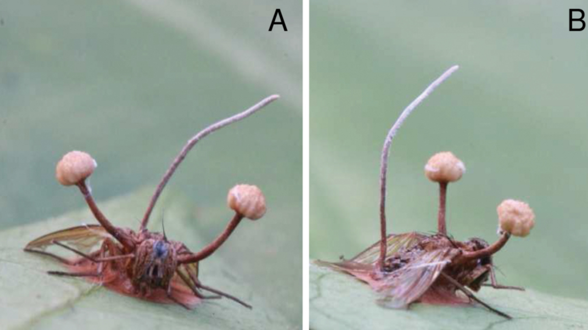 Four new Ophiocordyceps fungi species discovered in Thailand